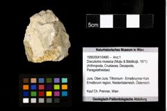 Foto (Objekt + Etiketten) von Discutiolira moesica (Muţiu & Bădăluţă, 1971) 